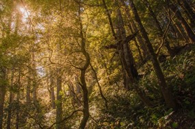 深山茂密树林图片